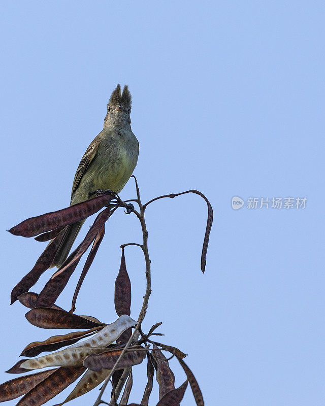 黄腹Elaenia, Elaenia flavogaster，在豆荚上;多巴哥。